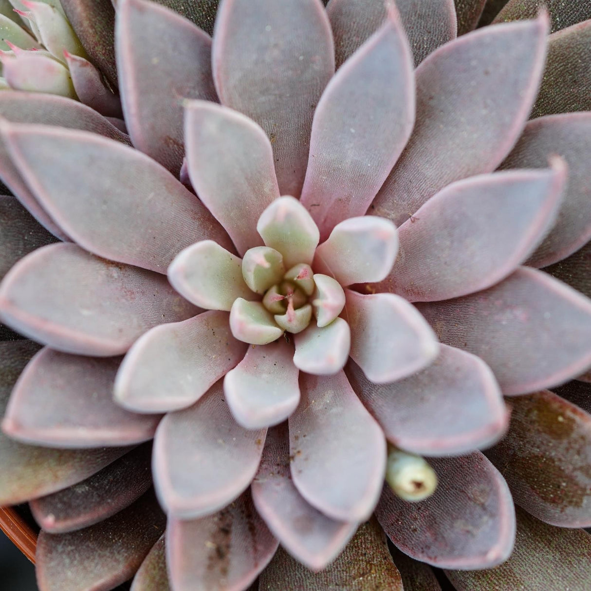 Graptopetalum rusbyi - 6cm