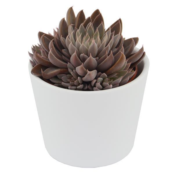 Graptopetalum rusbyi - 6cm