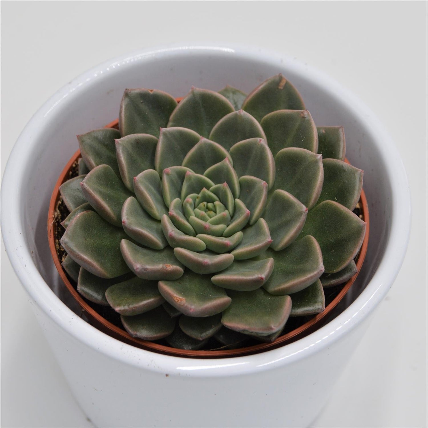 Graptopetalum Vega - 8.5cm