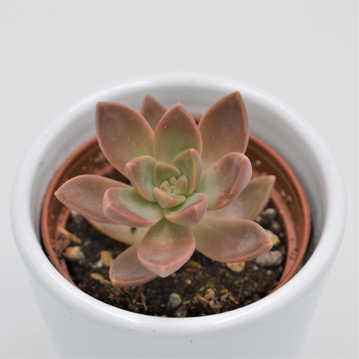 Graptosedum California Sunset - 6cm