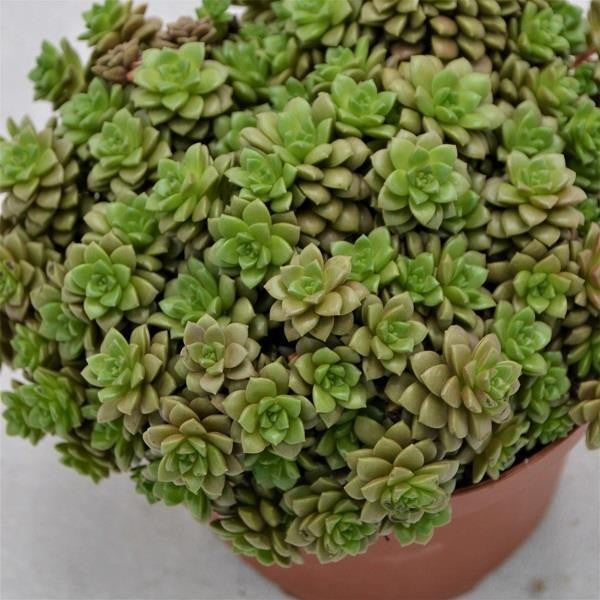 x Cremnosedum Little Gem - 13cm