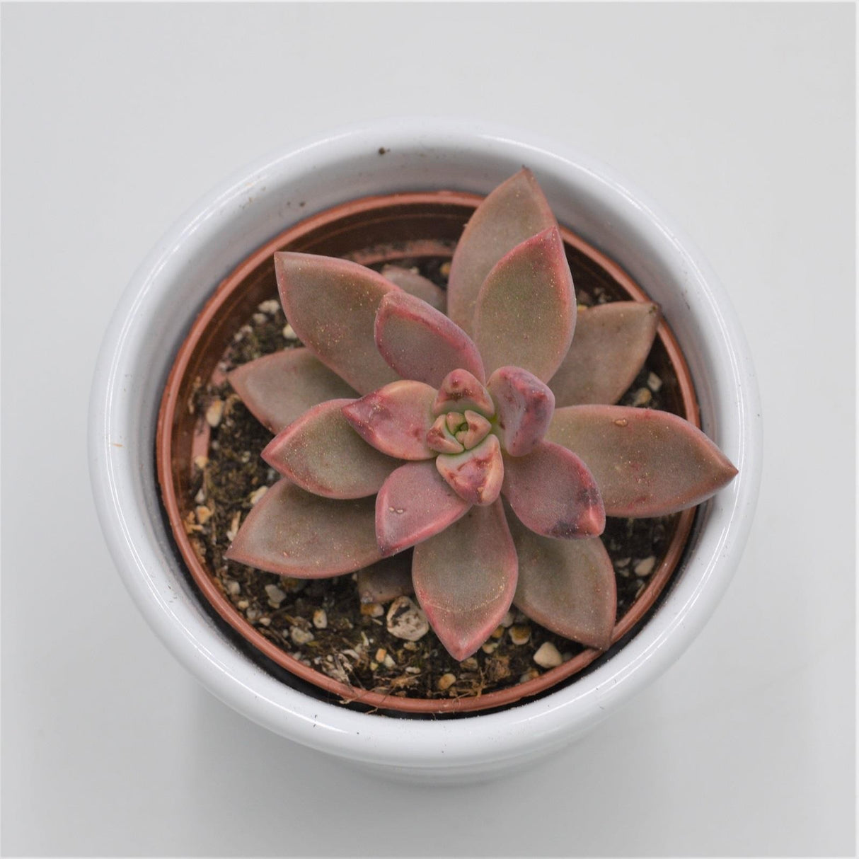 Graptosedum Vera Higgins - 6cm