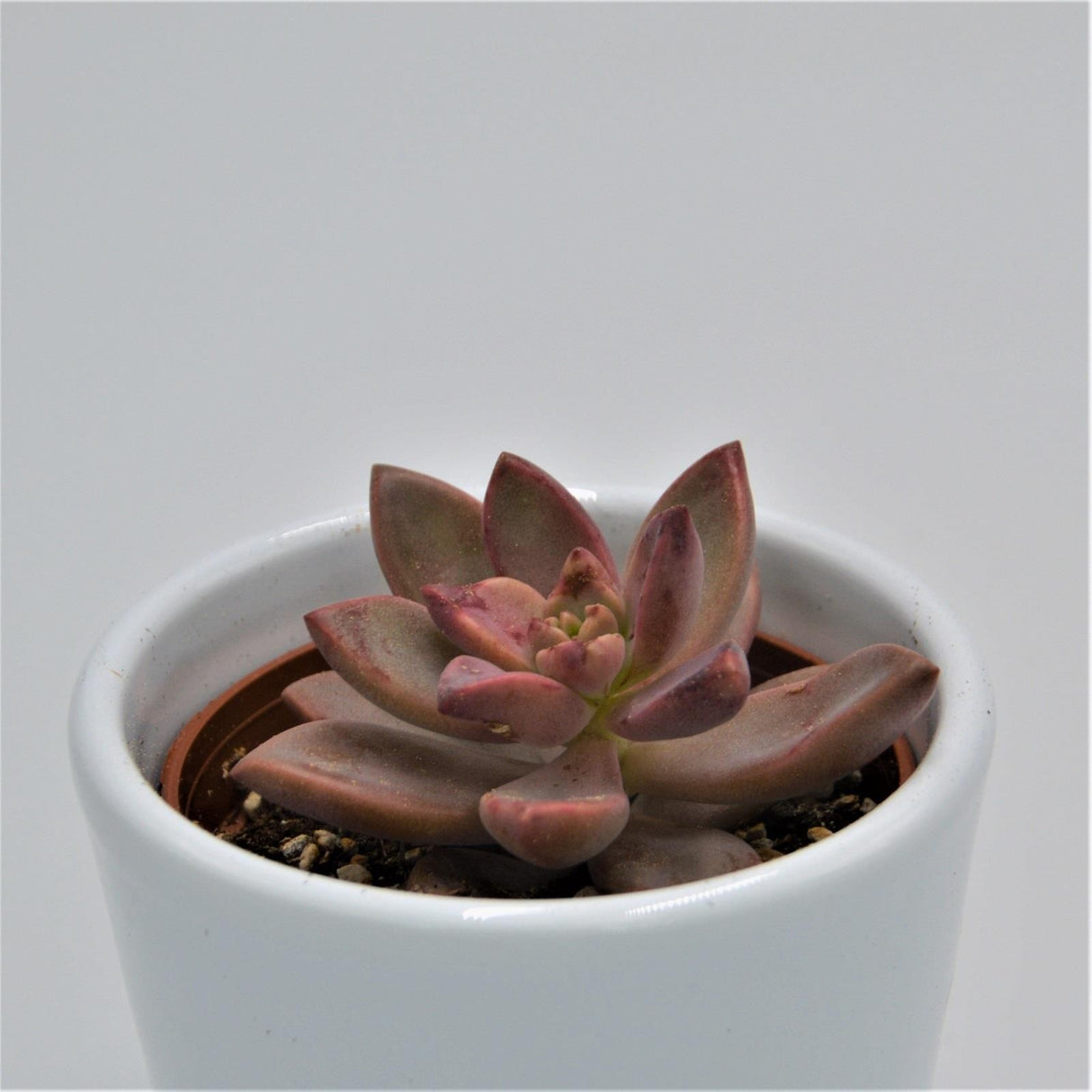 Graptosedum Vera Higgins - 6cm