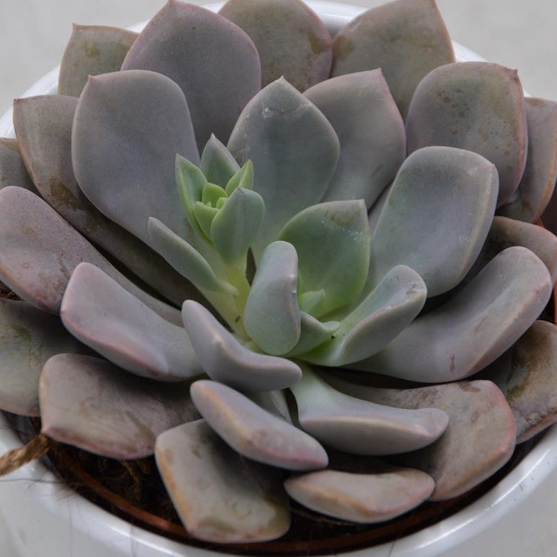 x Graptoveria Debbie - 8.5cm