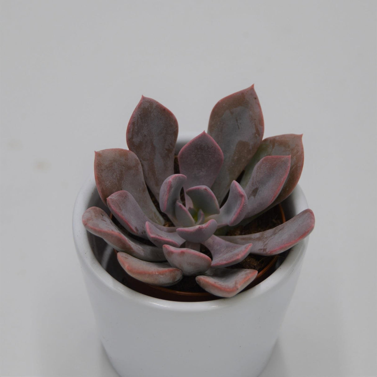 x Graptoveria Debbie - 5.5cm