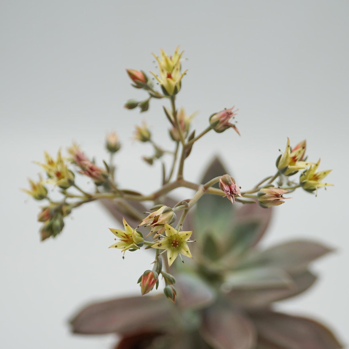 x Graptoveria Fred Ives - 14cm