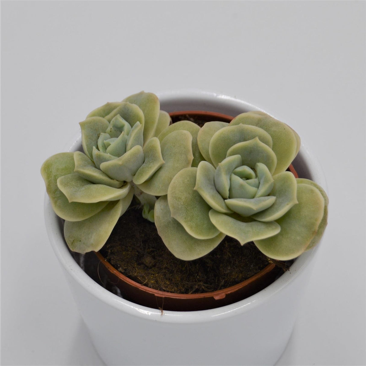 x Graptoveria Lovely Rose - 8.5cm