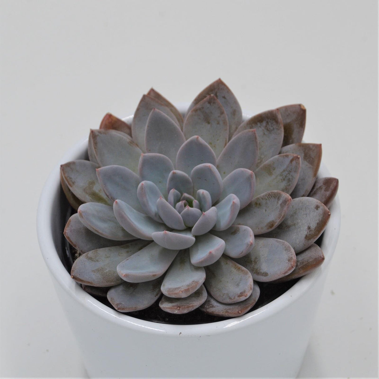 x Graptoveria Lulu - 9cm