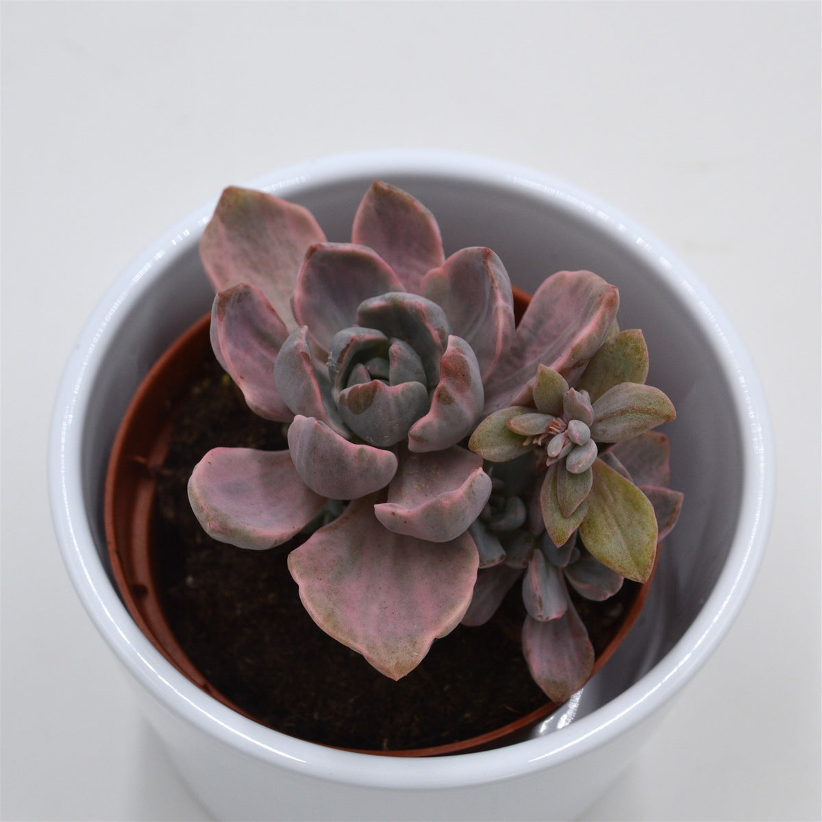 Graptoveria Mrs. Richards f. variegata