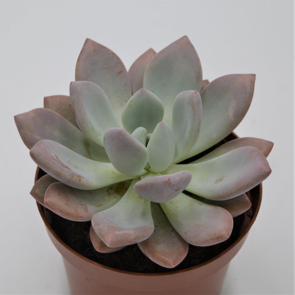 x Graptoveria Opalina - 13cm