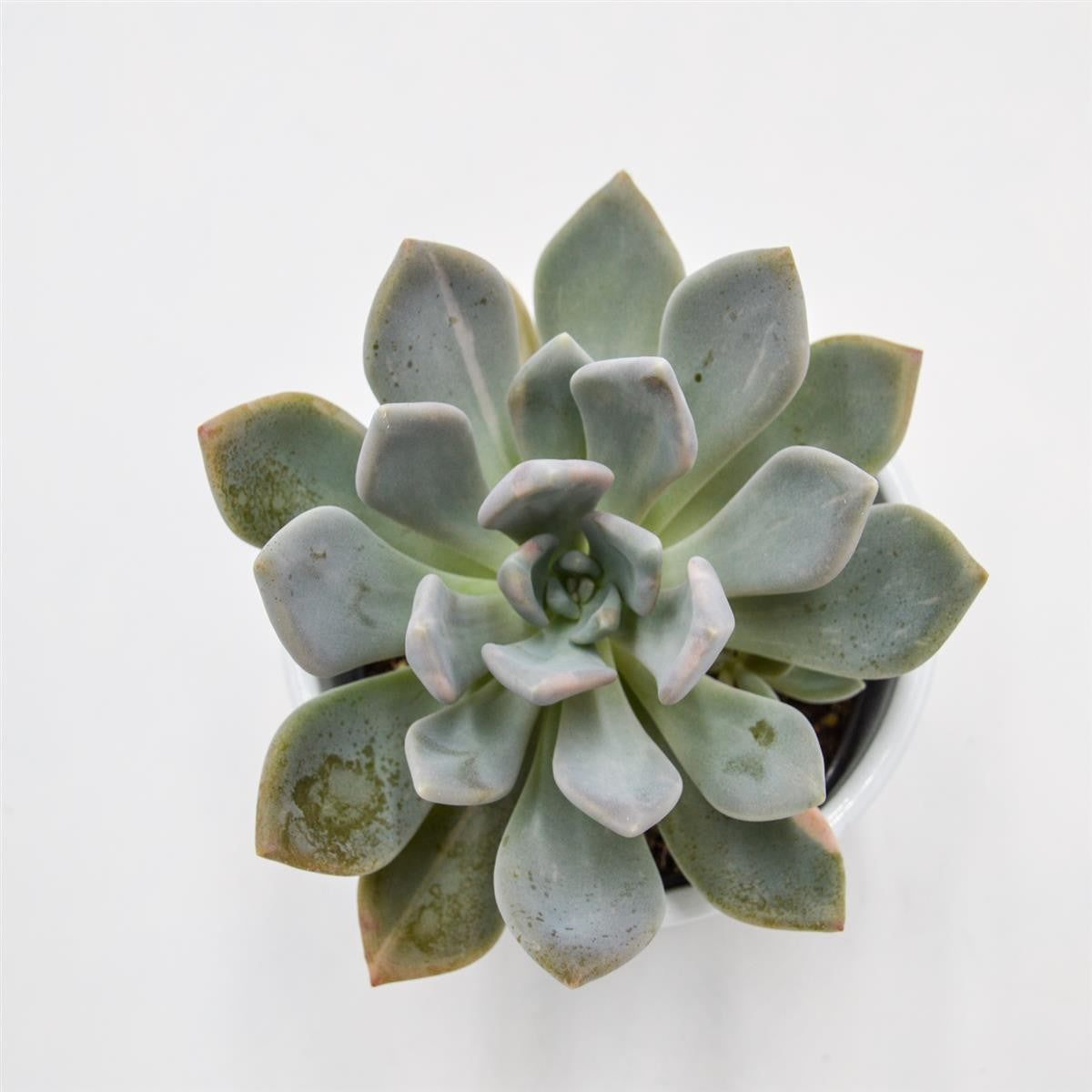 x Graptoveria pachyphytoides f. variegata - 9cm