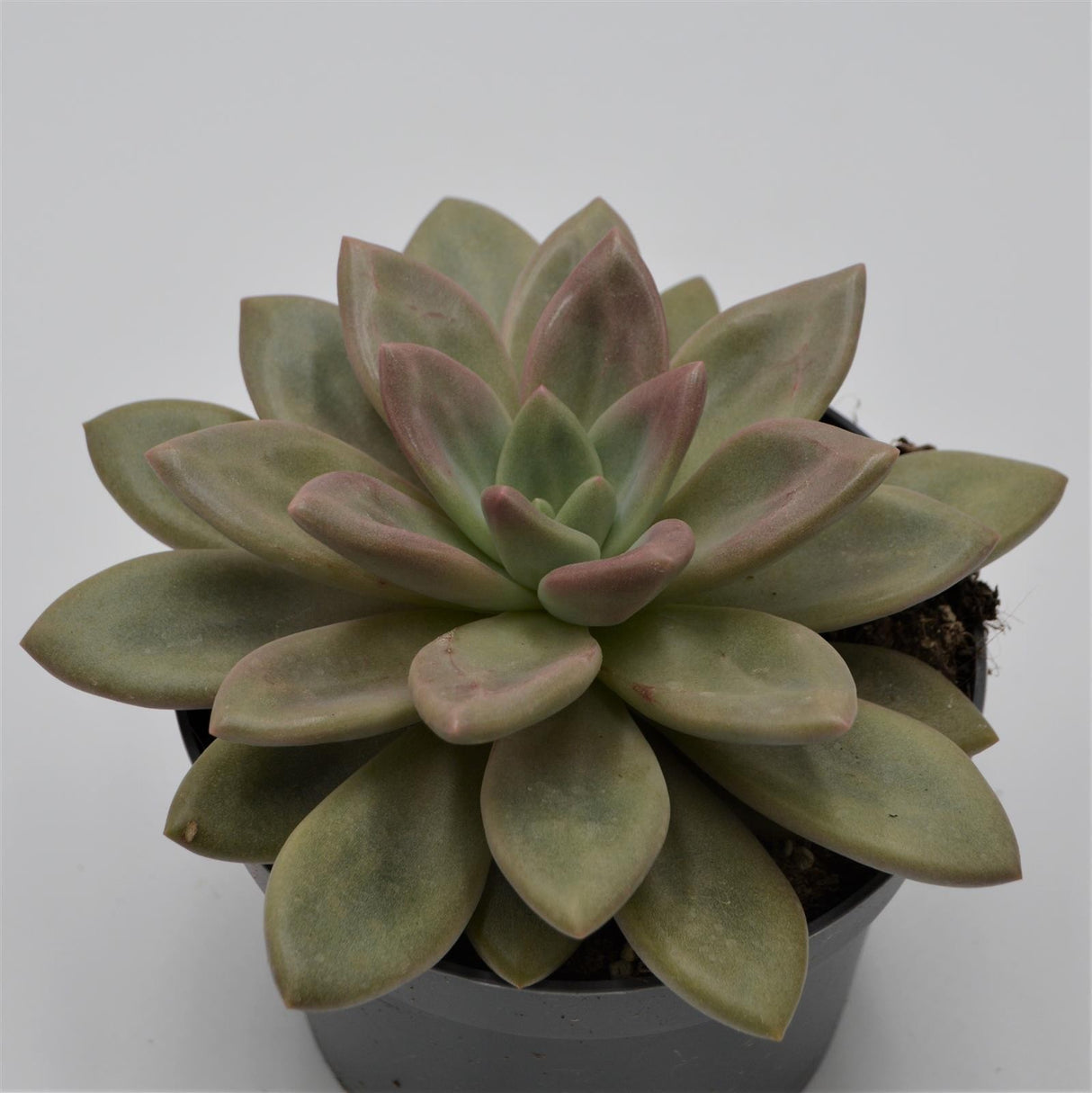 x Graptoveria Pink Donna - 13cm