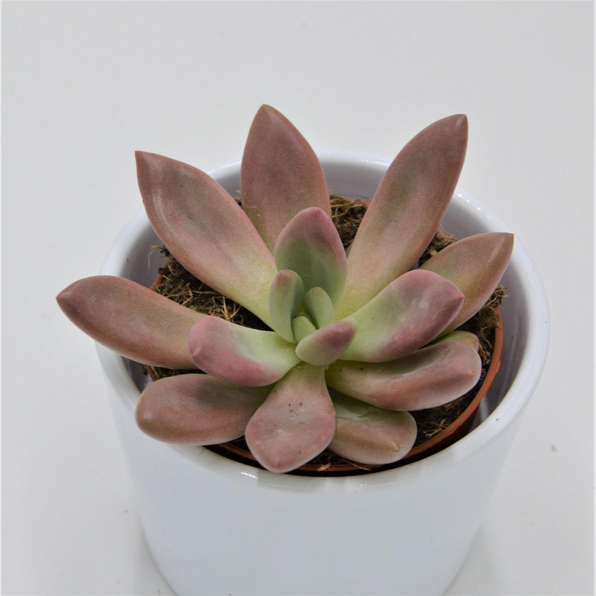 x Graptoveria Pink Donna - 8.5cm