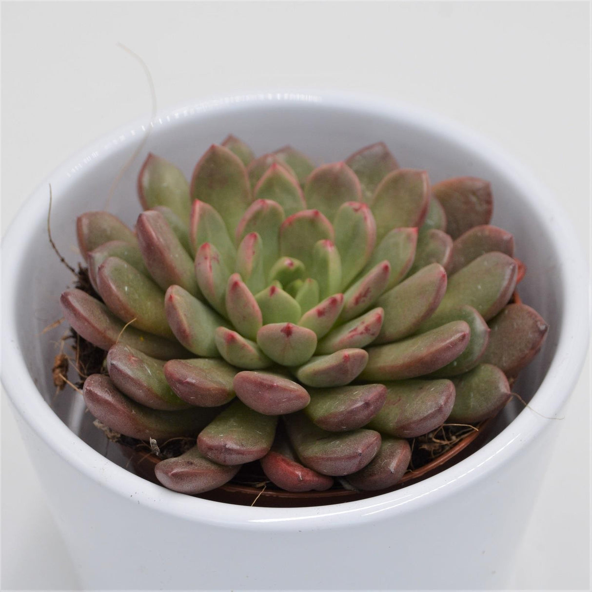 x Graptoveria Pink Ruby - 8.5cm
