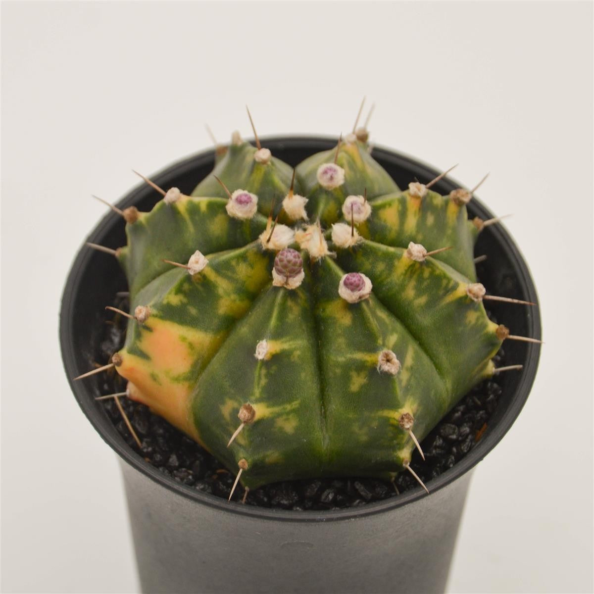 Gymnocalycium mihanovichii f. variegata - 8cm