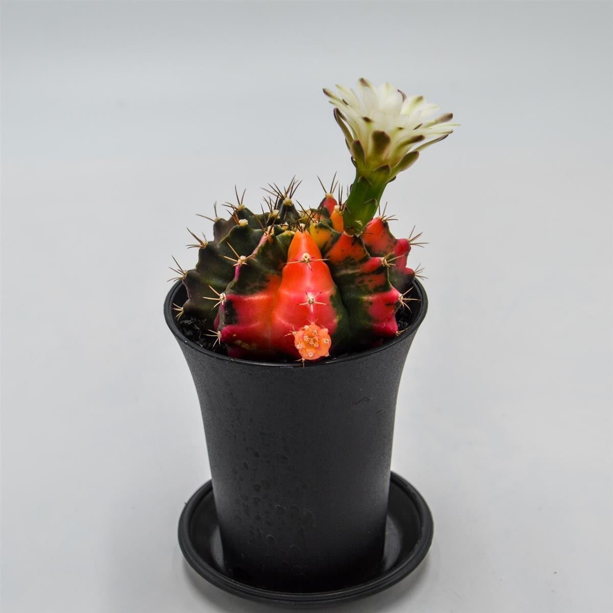 Gymnocalycium mihanovichii f. variegata - 8cm