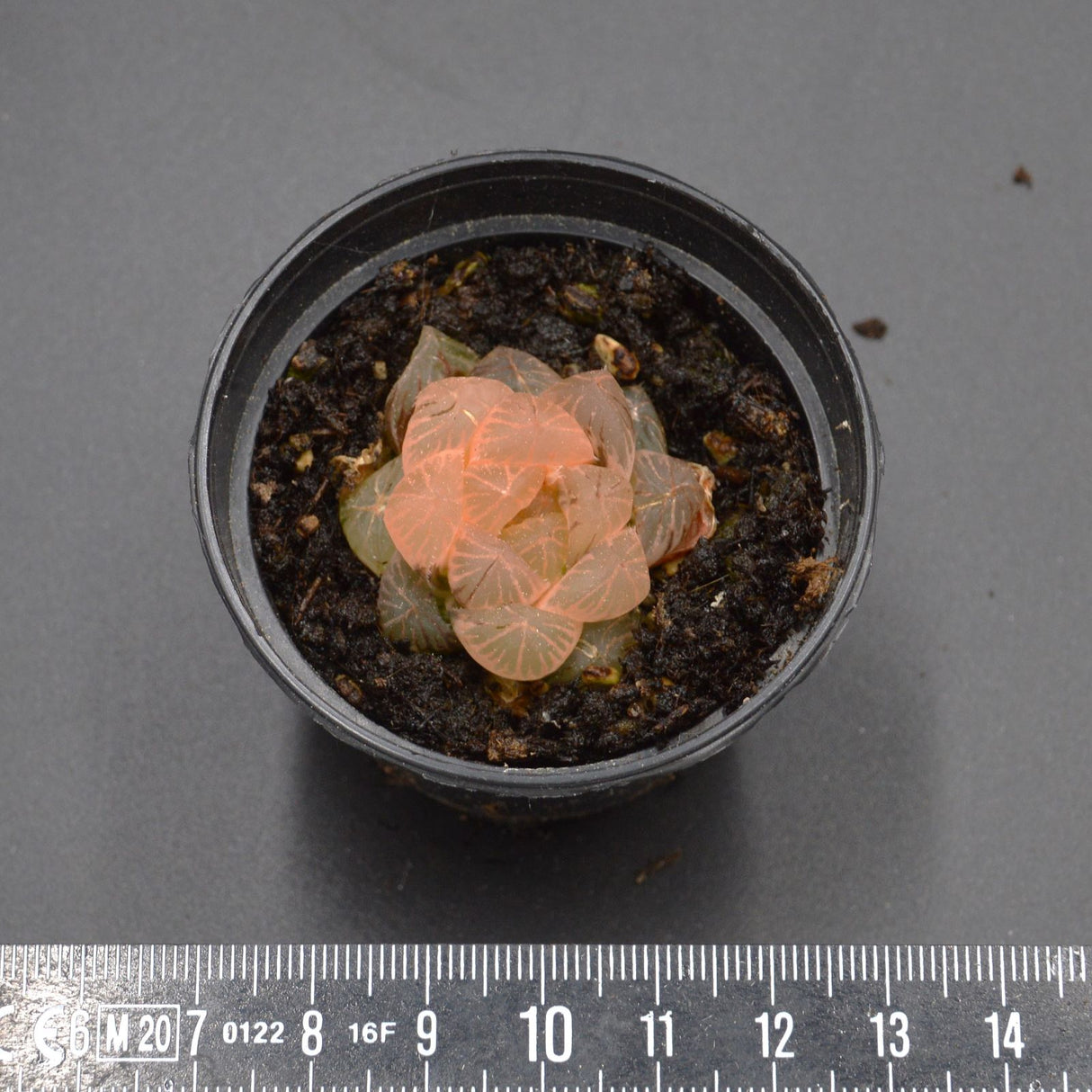 Haworthia