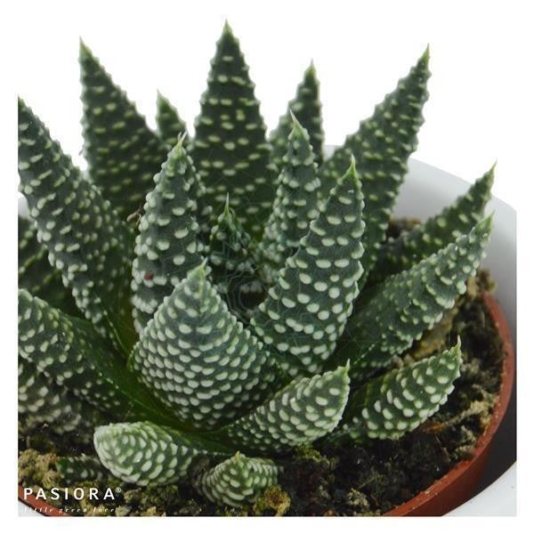 Hei Haworthia - 3er Sukkulenten-Mix