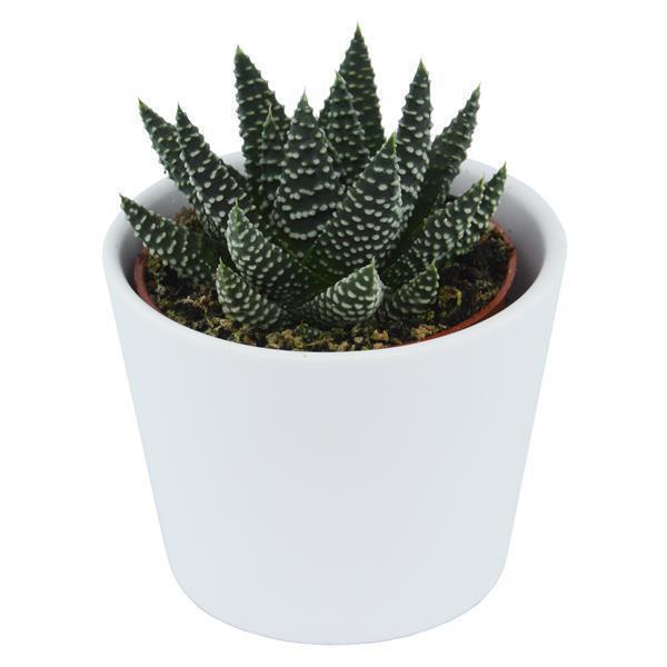 Hei Haworthia, 5 Stück