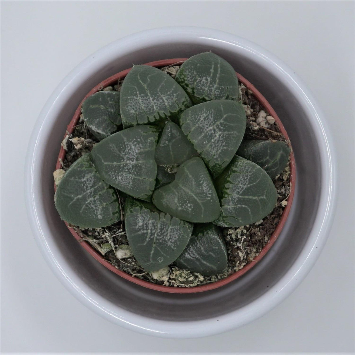 Haworthia bayeri - 5.5cm