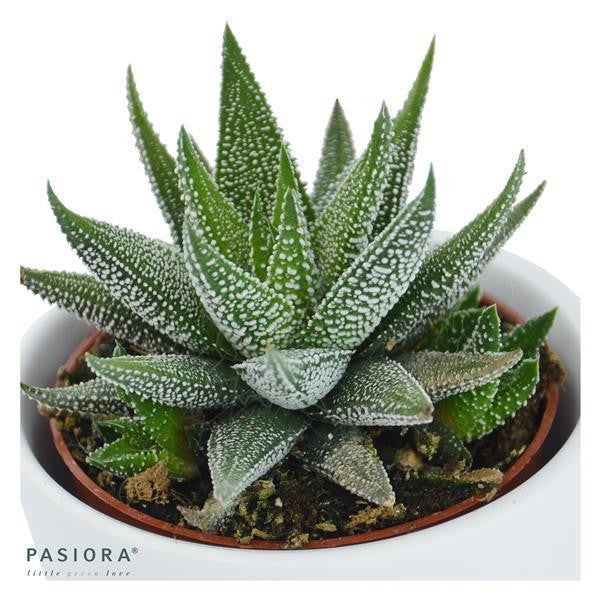 Hi Haworthia, 3 pieces