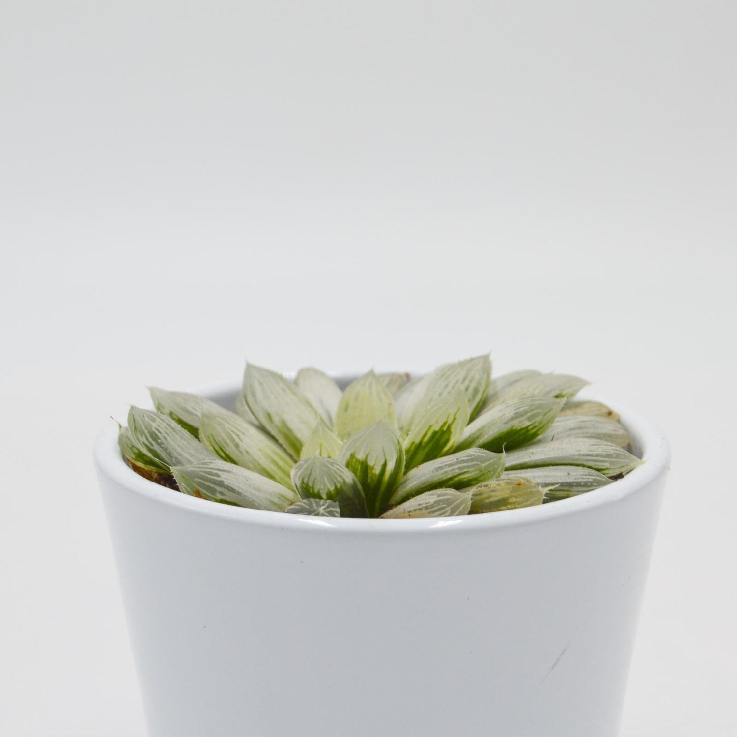 Haworthia cooperi f. variegata - 8.5cm