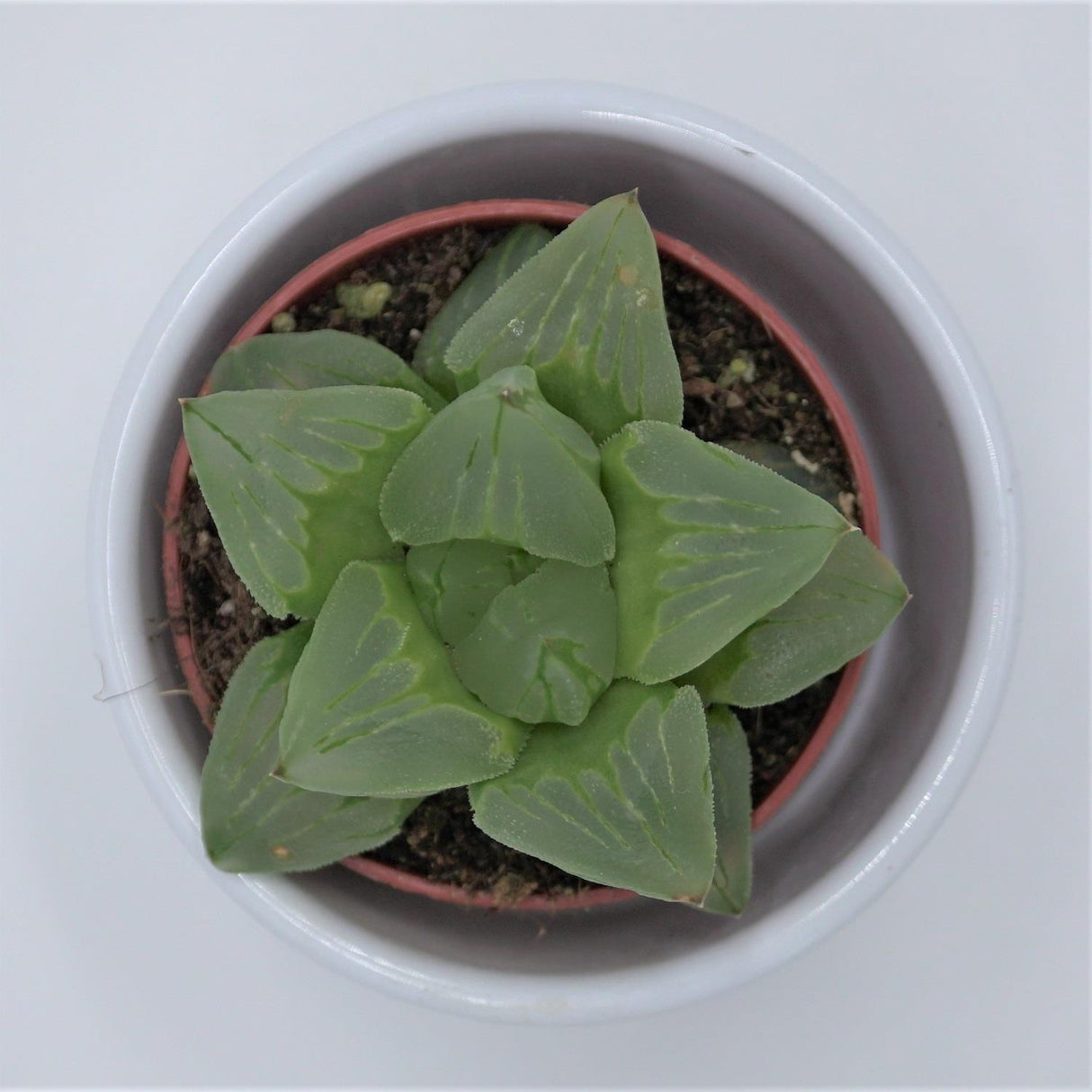 Haworthia cooperi ssp. - 5.5cm