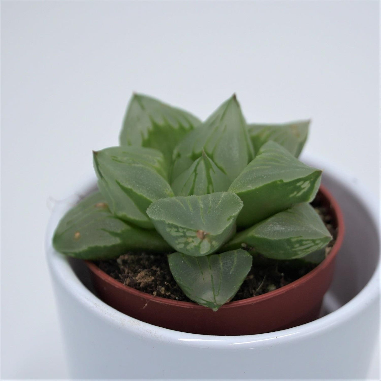 Haworthia cooperi ssp. - 5.5cm