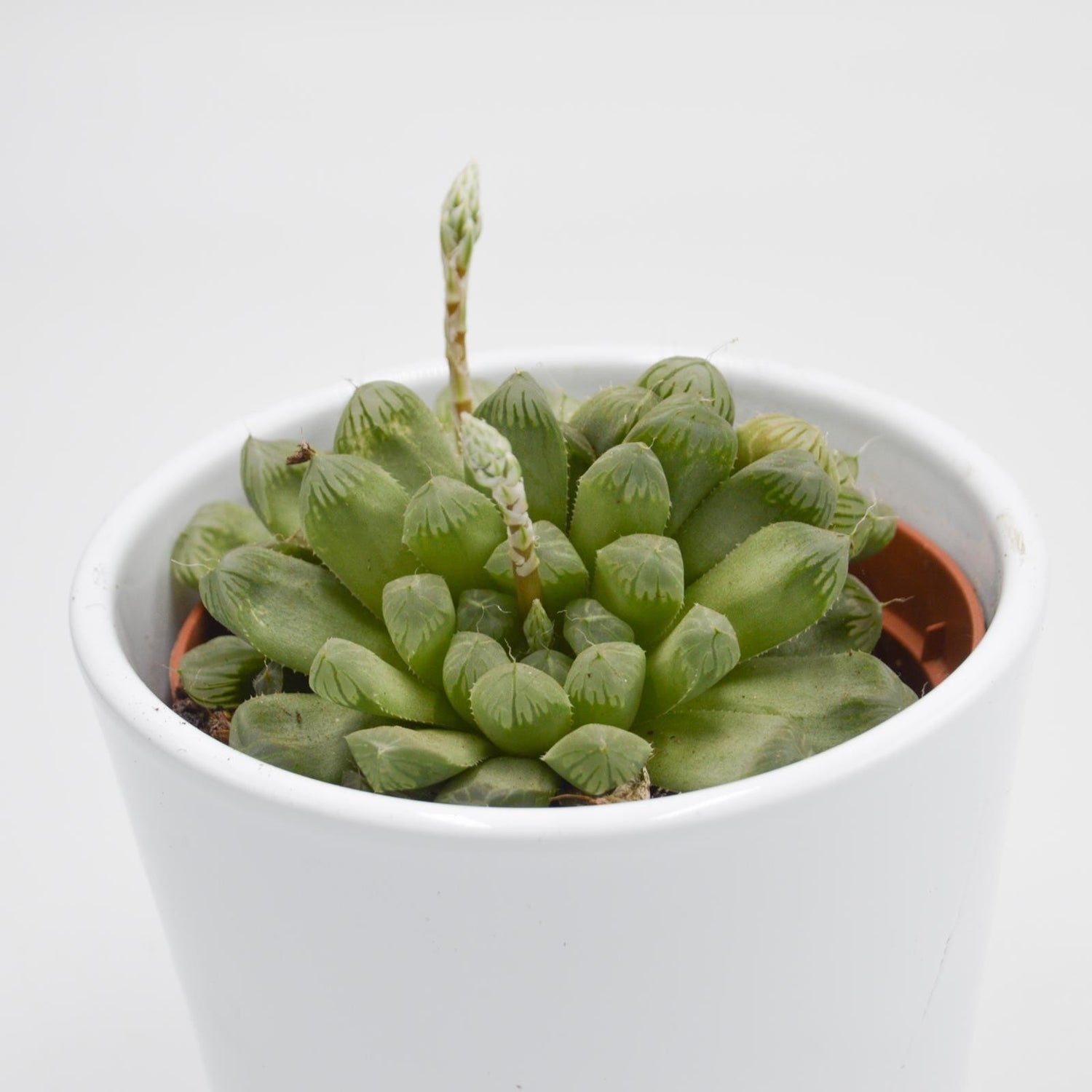 Haworthia cooperi var. obtusa - 10.5cm