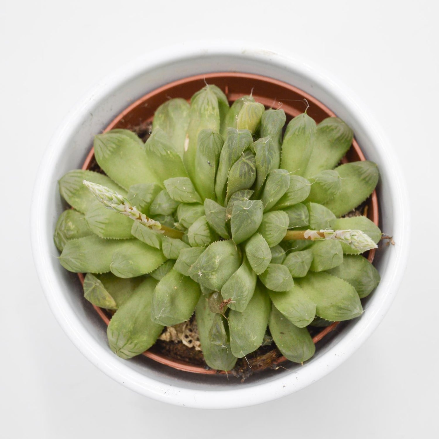 Haworthia cooperi var. obtusa - 10.5cm