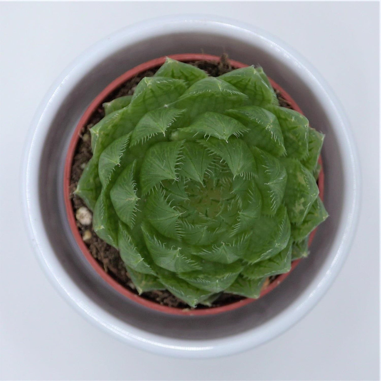 Haworthia cooperi var. picturata - 5.5cm