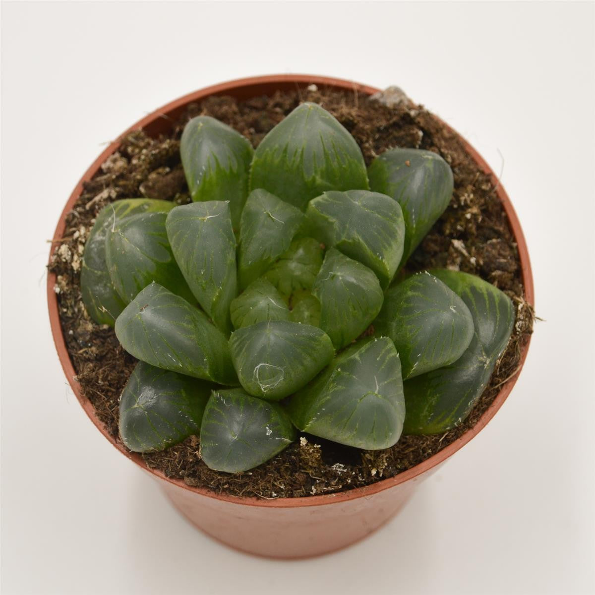 Haworthia coperi var. obtusa - 8,5cm