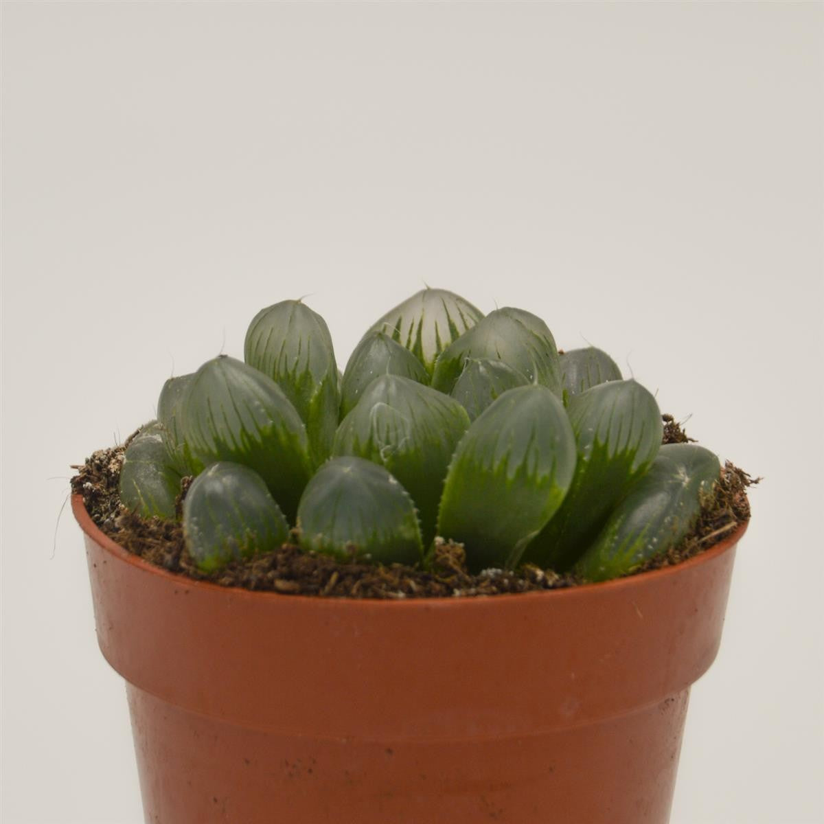 Haworthia coperi var. obtusa - 8.5cm