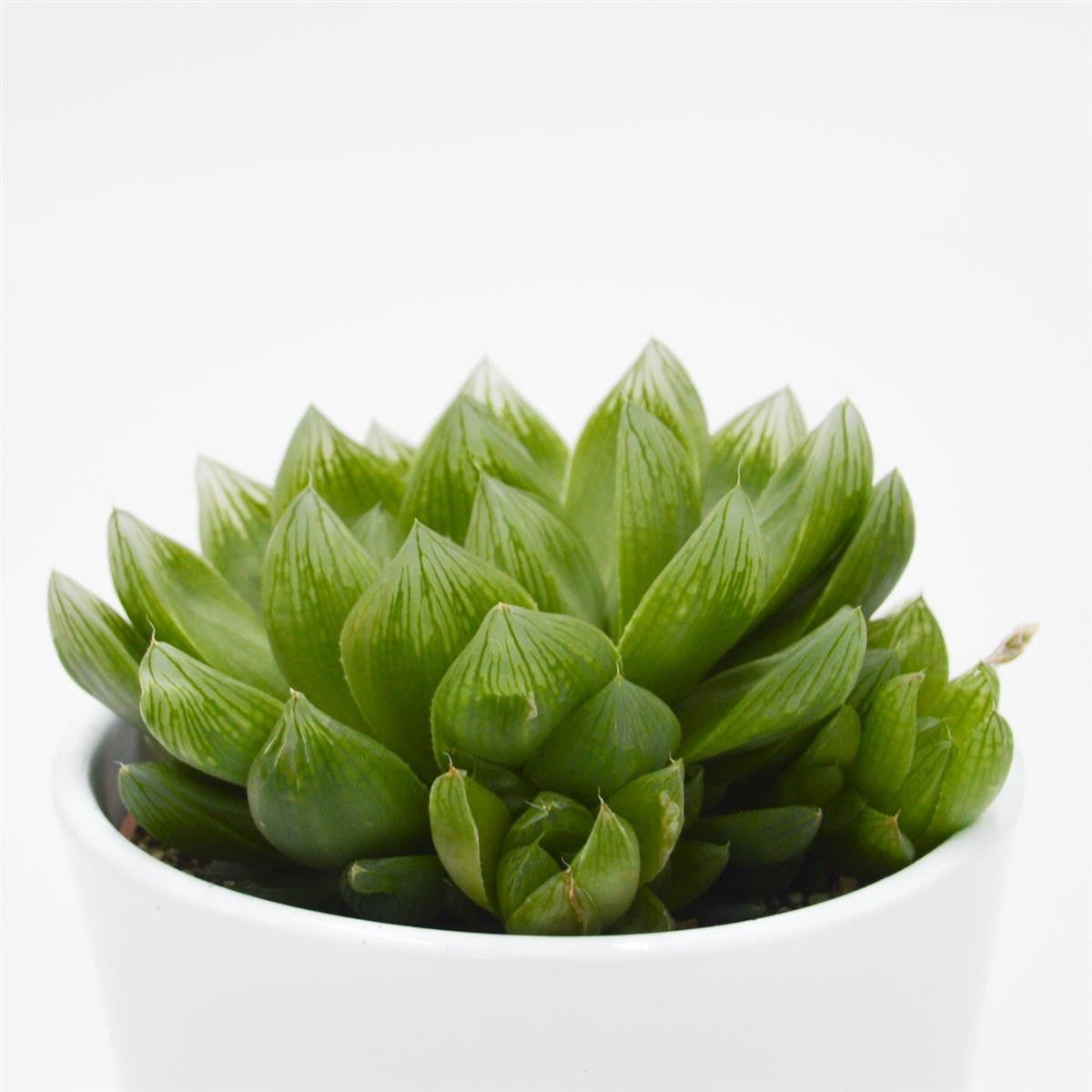 Haworthia cymbiformis - 10,5cm