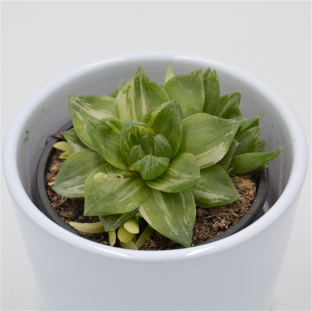 Haworthia cymbiformis f. variegata - 8.5cm