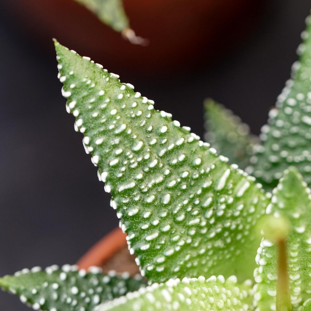 Haworthia Eon - 5,5cm