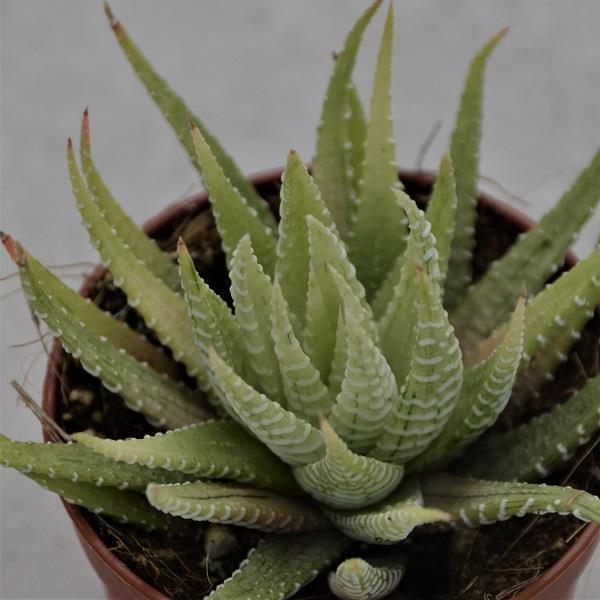 Haworthia fasciata Variegata - 6.5cm