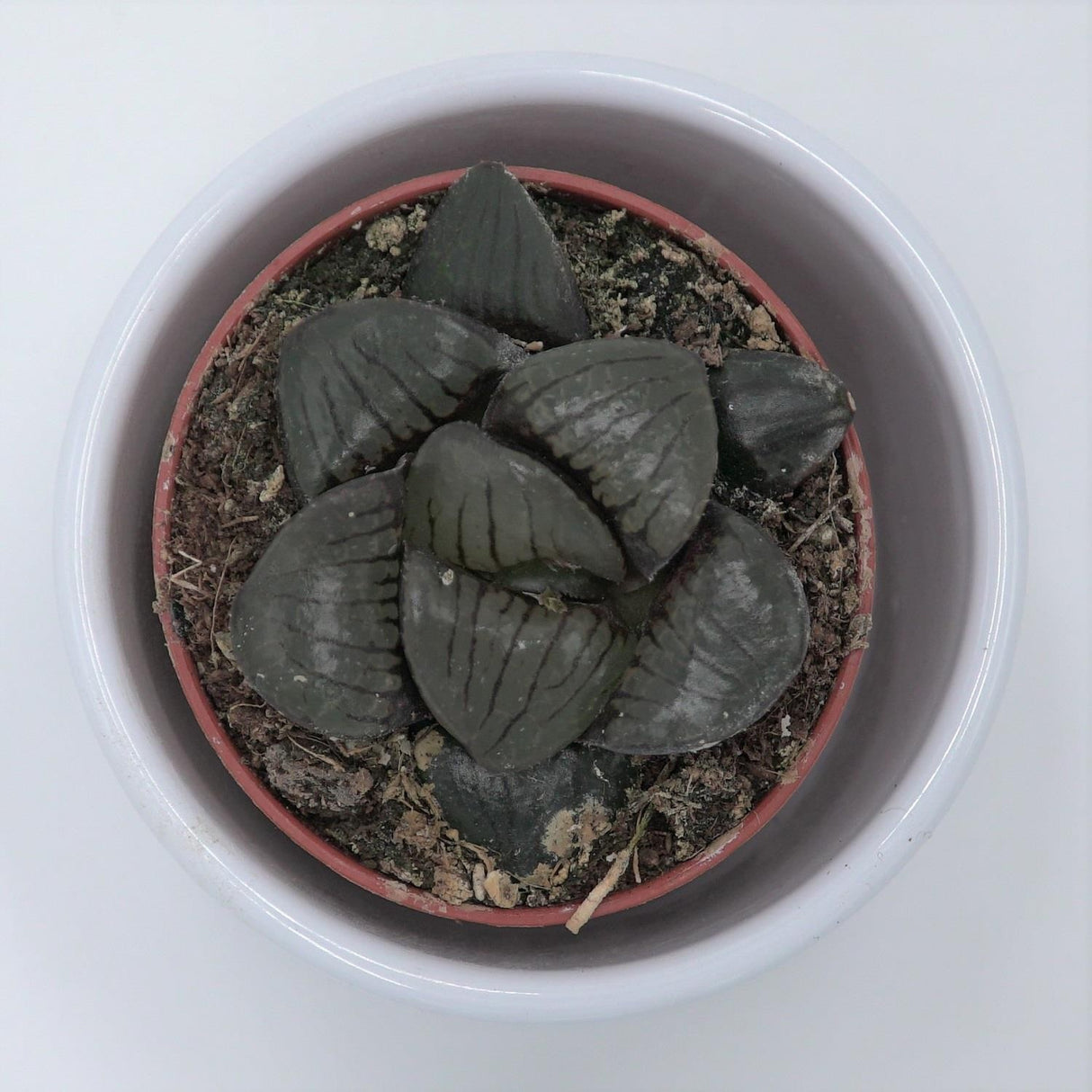 Haworthia Hybrid - 5.5cm