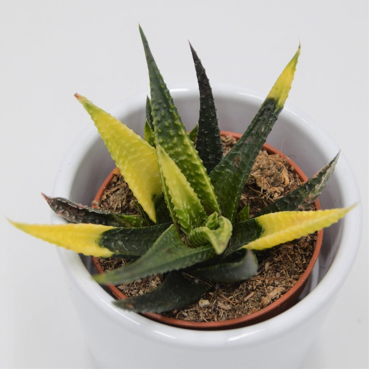 Haworthia limifolia Variegata - 5.5cm
