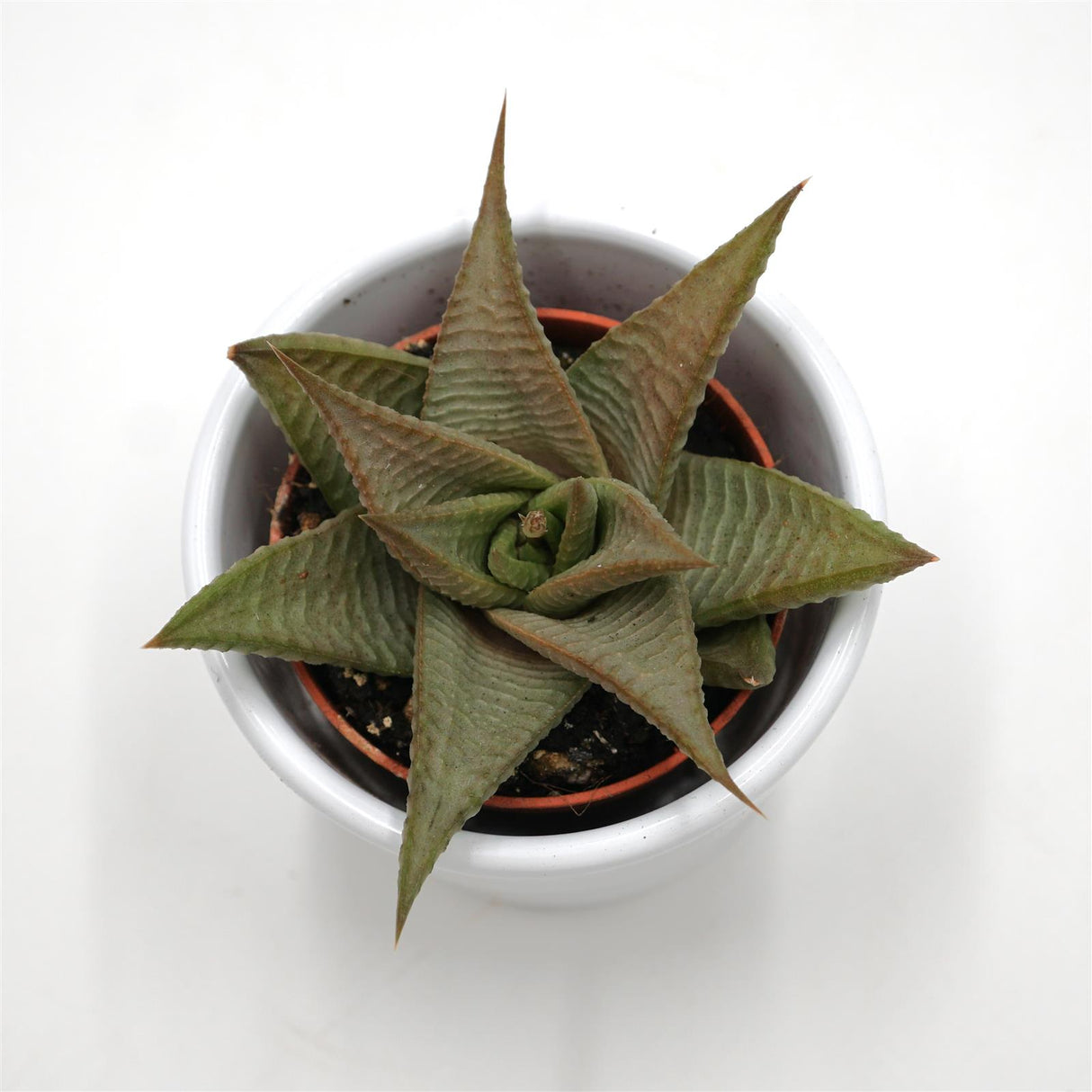 Haworthia limifolia Roux - 5,5cm