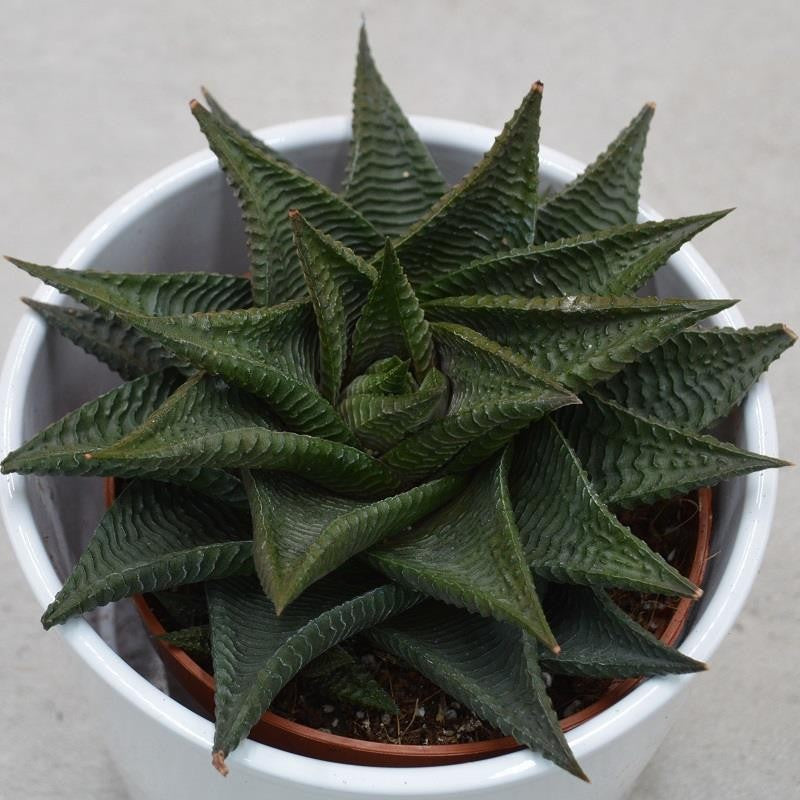 Haworthia limifolia Twister - 8.5cm