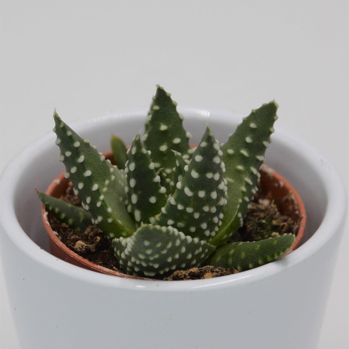 Haworthia margaritifera - 5.5cm