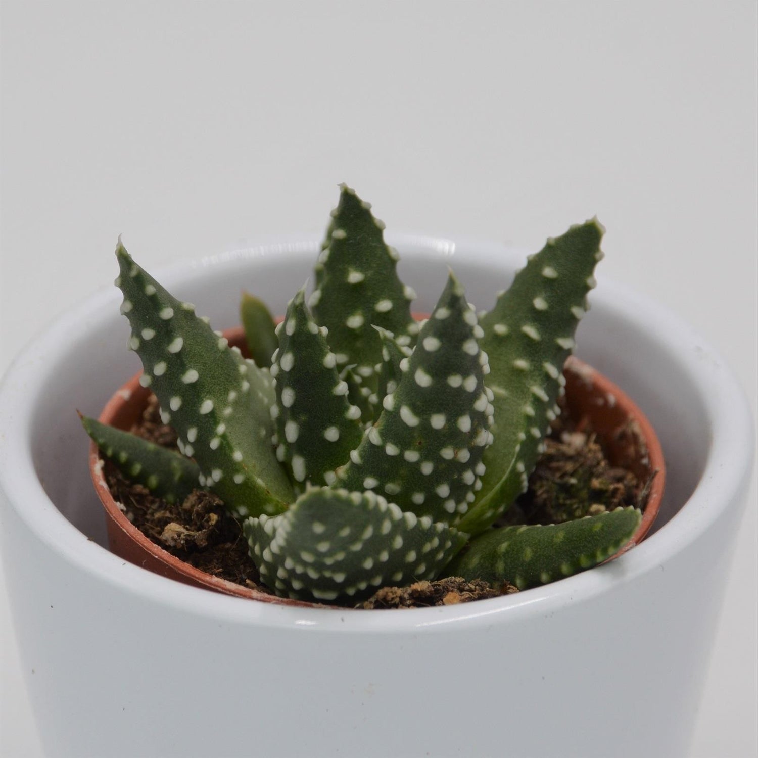 Haworthia margaritifera - 5.5cm
