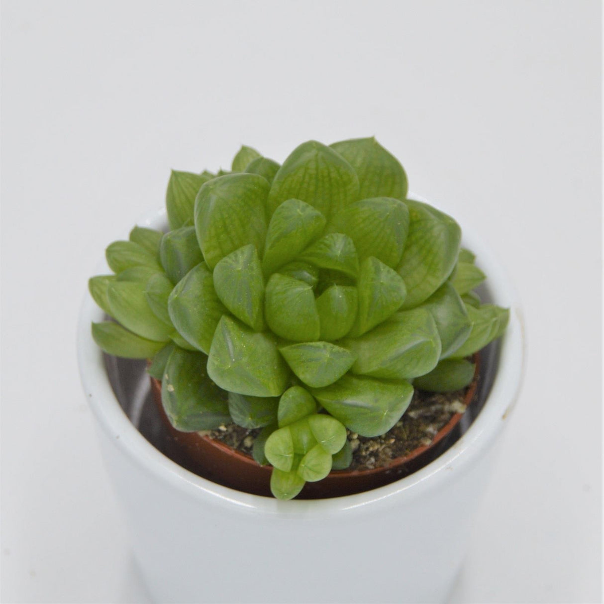 Haworthia obtusa - 5.5cm