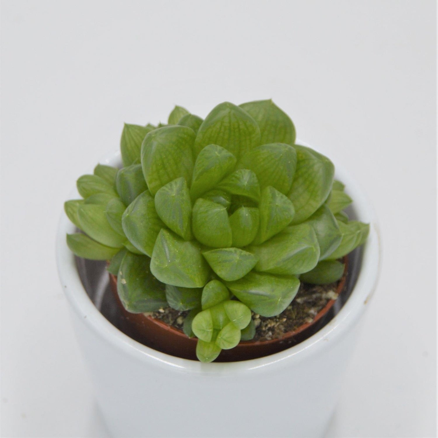 Haworthia obtusa - 5.5cm