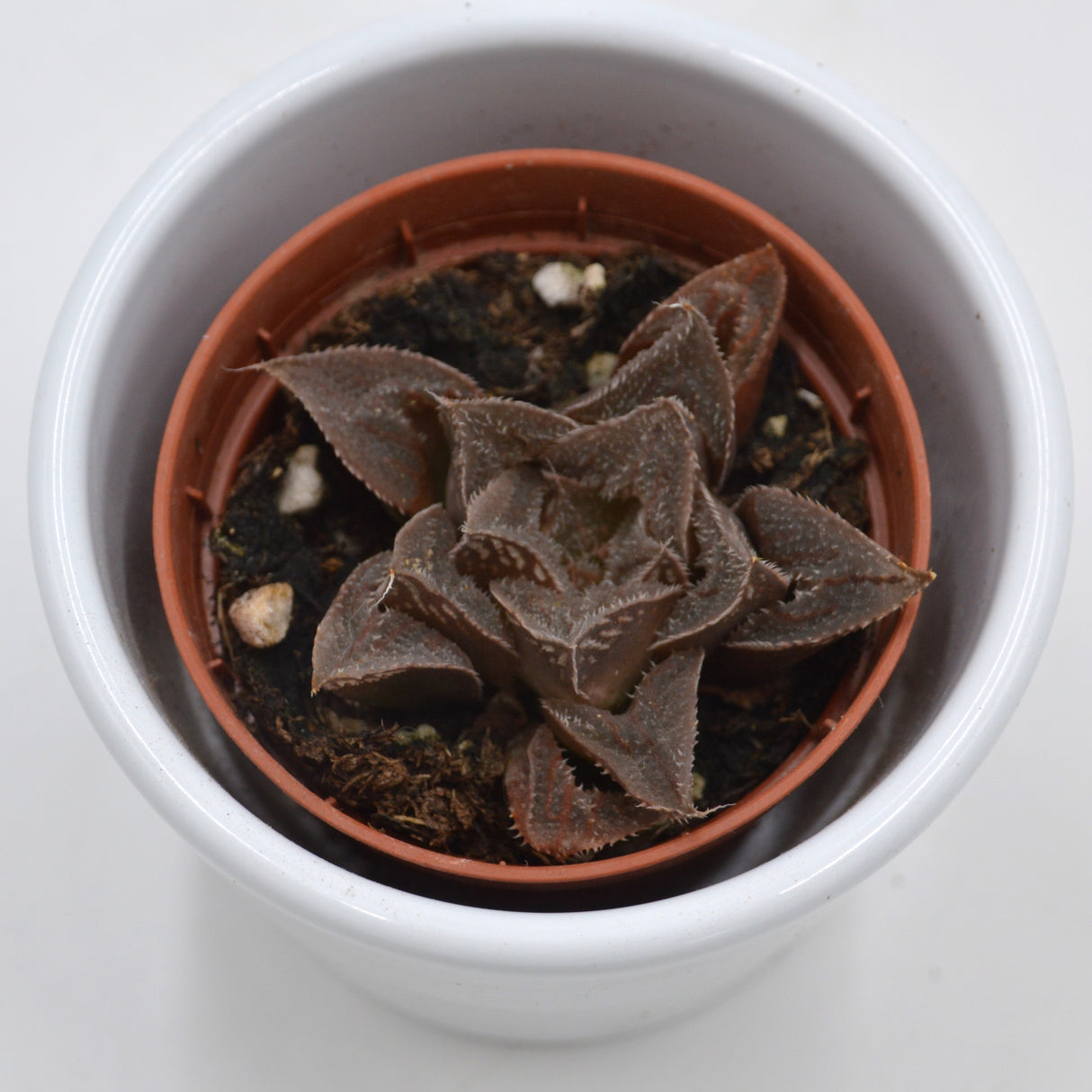 Haworthia reticulata - 5.5cm