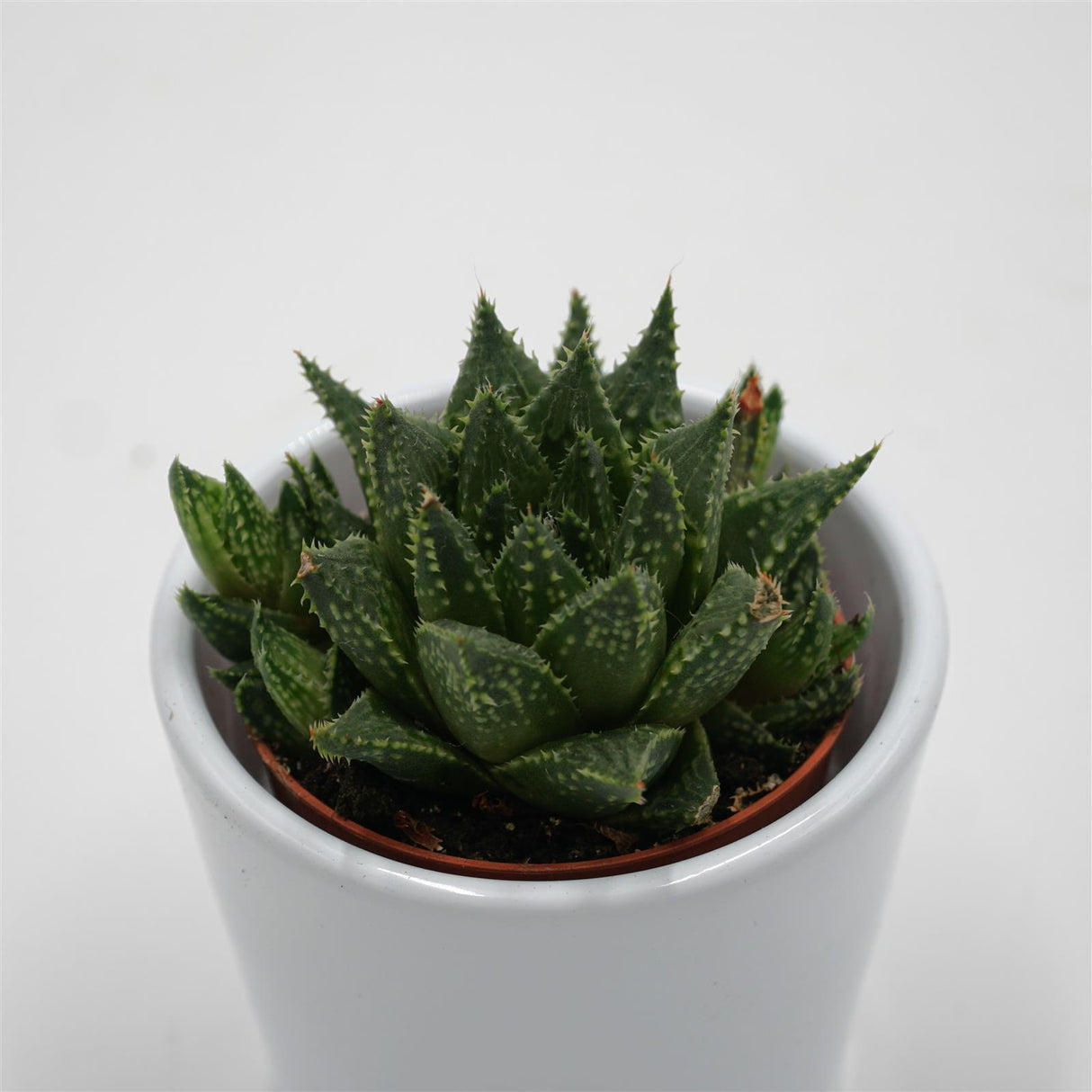 Haworthia reticulata - 5,5cm