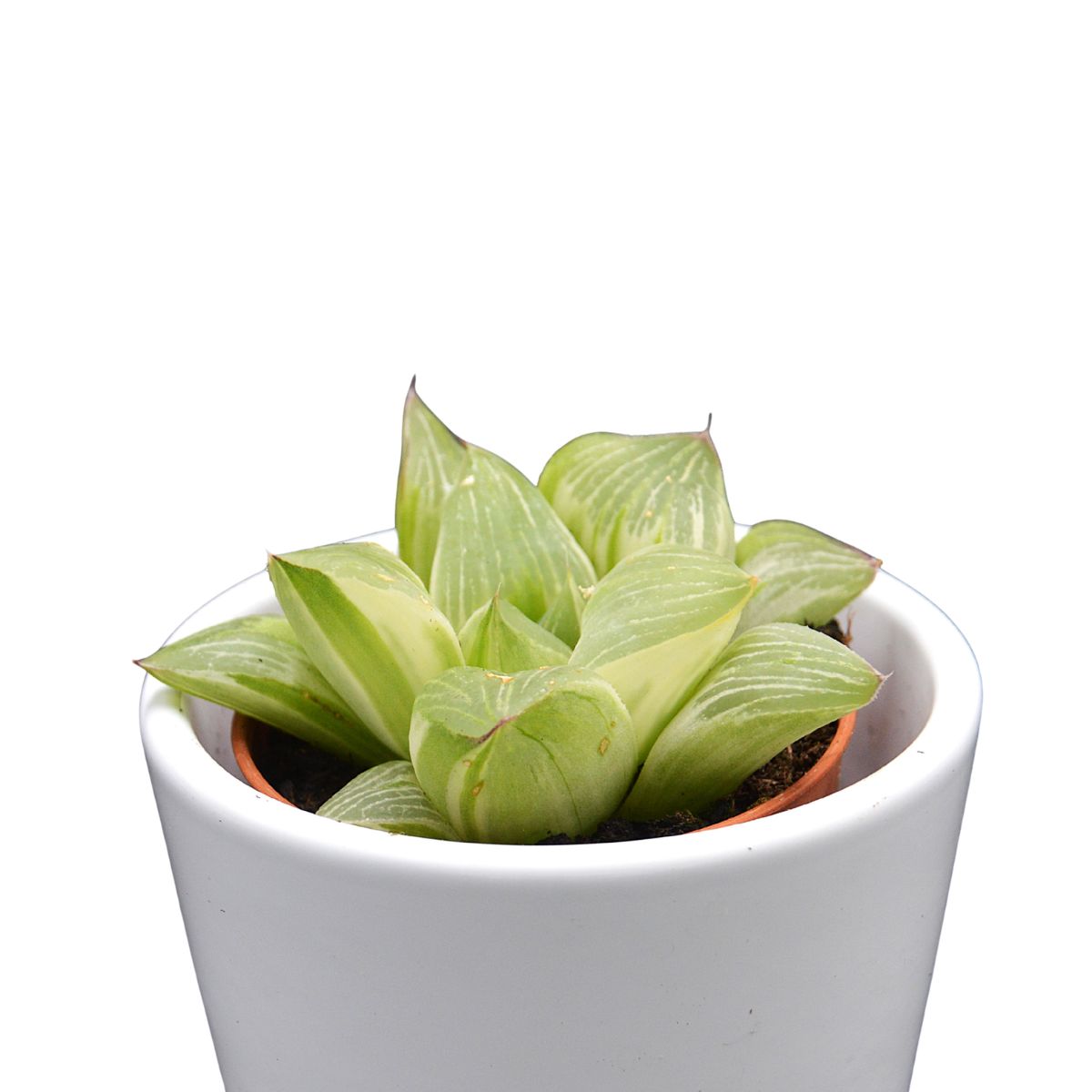 Haworthia reticulata - 5.5cm