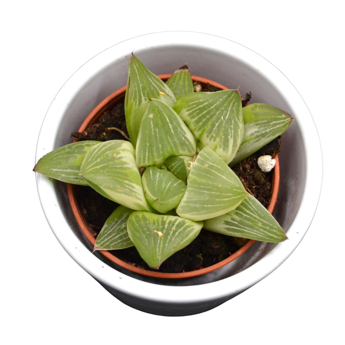Haworthia reticulata - 5.5cm