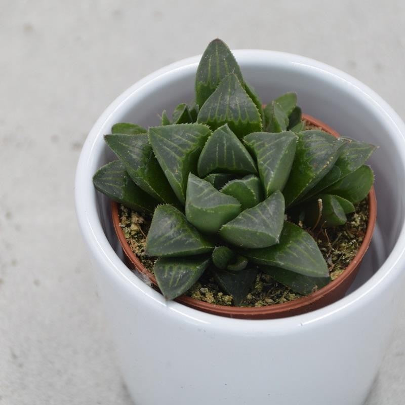Haworthia retusa - 6cm